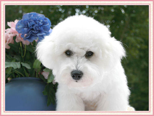 Un bichon contre des fleurs bleues