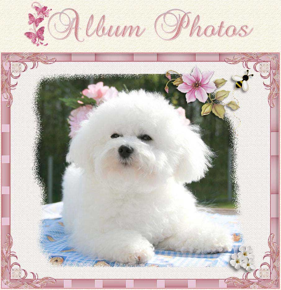 Un bichon frisé avec une fleur rose