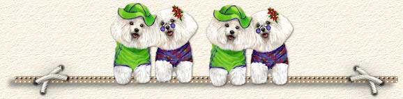Des bichons frisés avec leur manteau