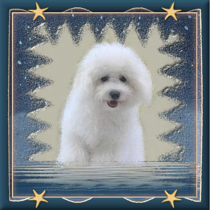 Un bichon à poil frisé blanc