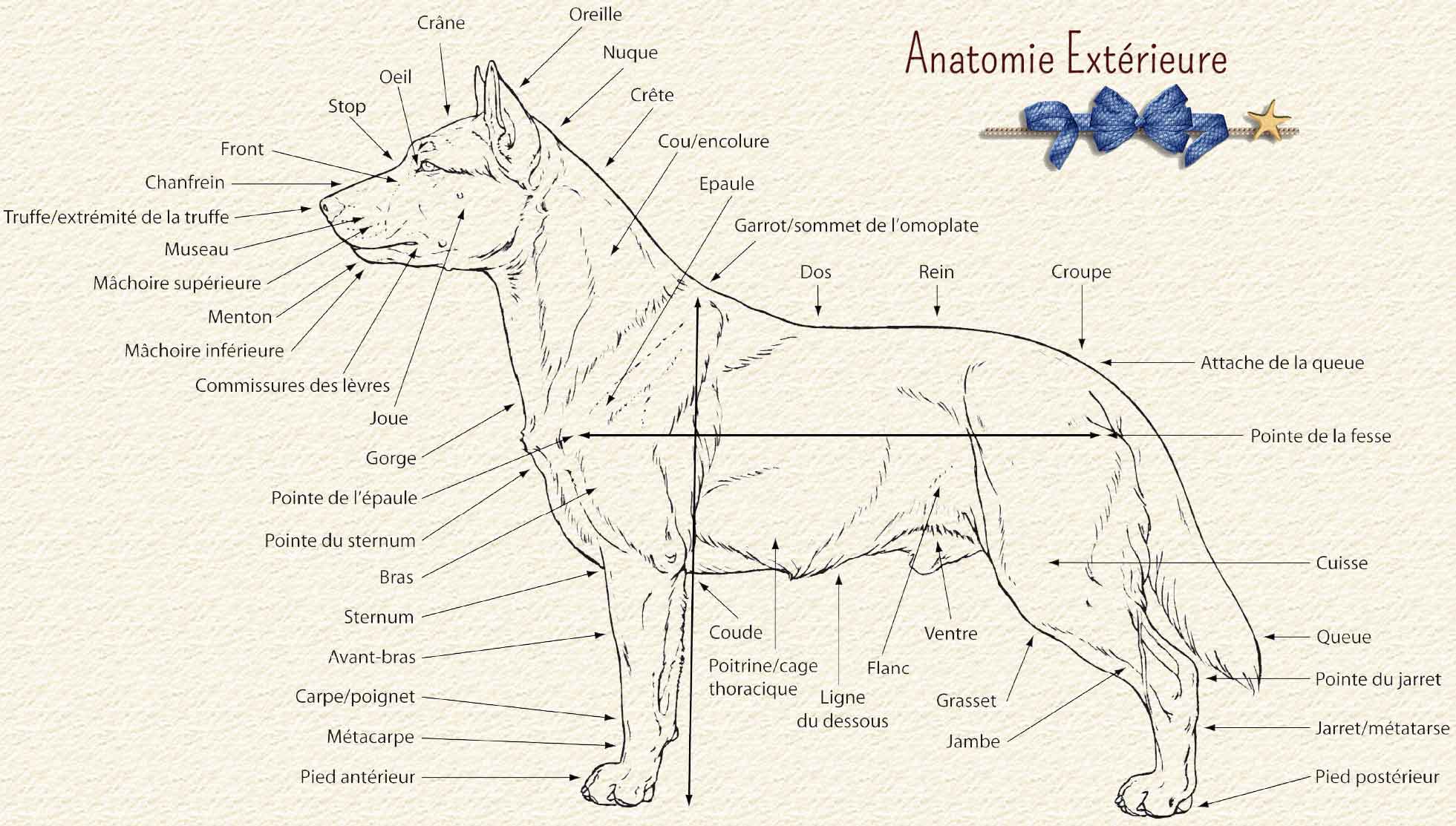 anatomie du chien de race, schéma canin
