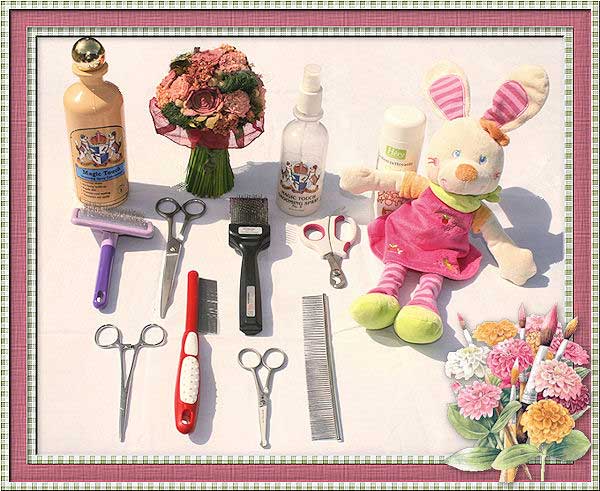 Ciseaux, brosses et shampoing