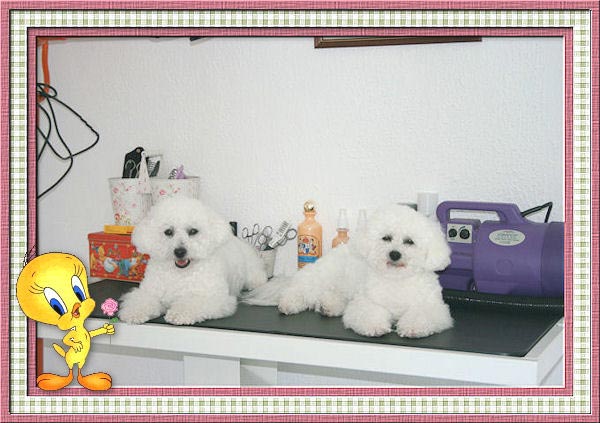 Bichons frisés sur une table de toilettage