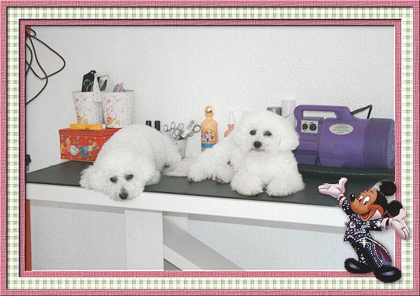 Bichons frisés blancs