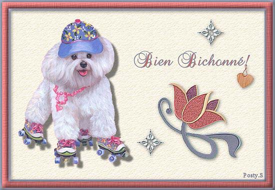 Un bichon à poil frisé avec des rollers