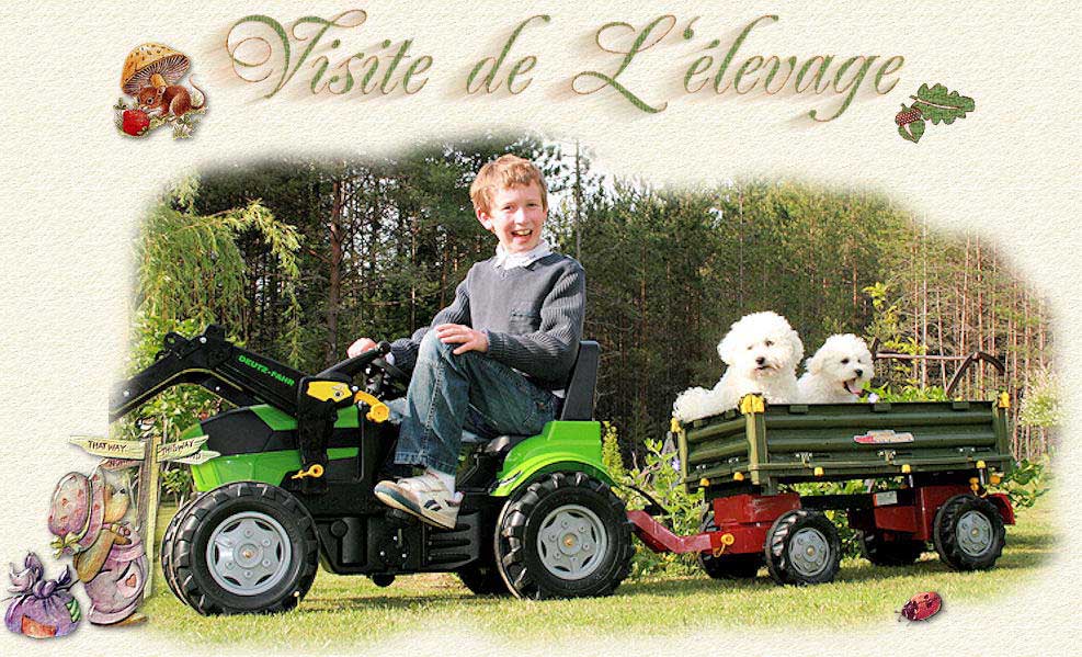 2 bichons frisés sur le tracteur d'un enfant
