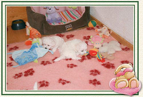 Des chiots et leurs jouets