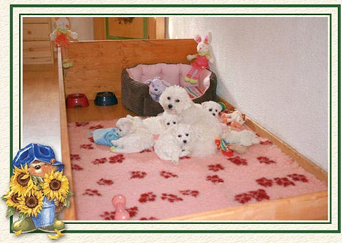 Des chiots dans l'aire de jeux sur un tapis rose