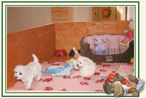 Des chiots blancs