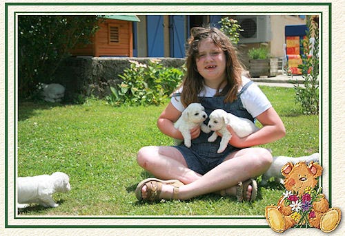 Fillette et deux chiots blancs
