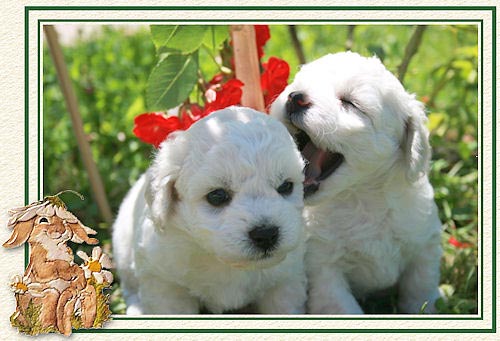 Chiots bichons qui jouent