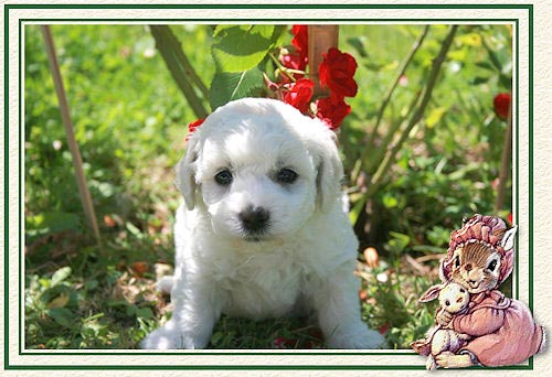 Portrait d'un chiot bichon frisé