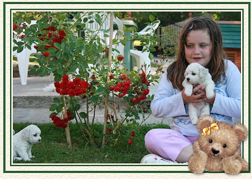 Un petite fille qui tient un chiot bichon