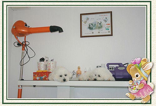 Deux bichons sur une table de toilettage
