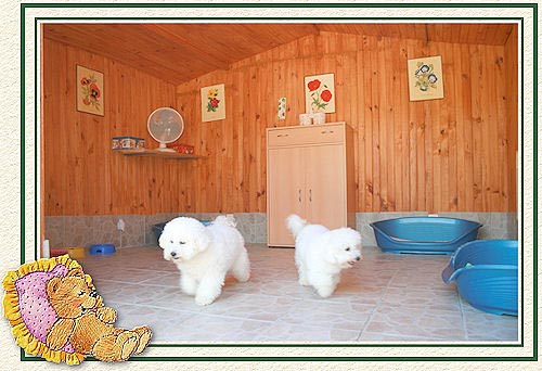 Chiens bichons frisés dans leur chalet