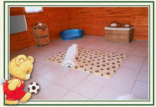 Un bichon frisé qui veut jouer à la balle