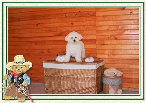 Un bichon sur une panière en osier