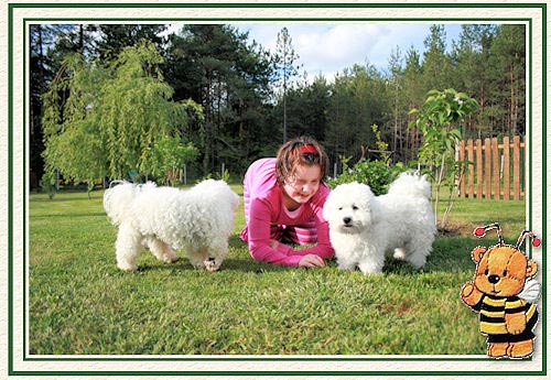 Une fillet qui joue dans l'herbe avec ses bichons