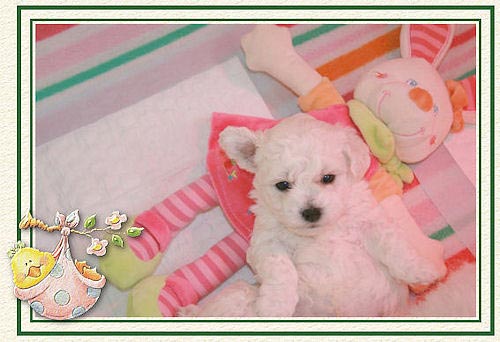 Un chiot couché sur une peluche