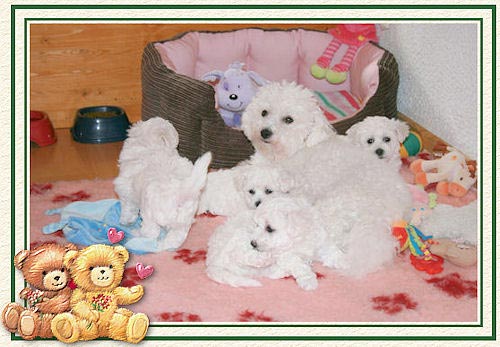 Chiot bichons et leur maman sur un tapis rose